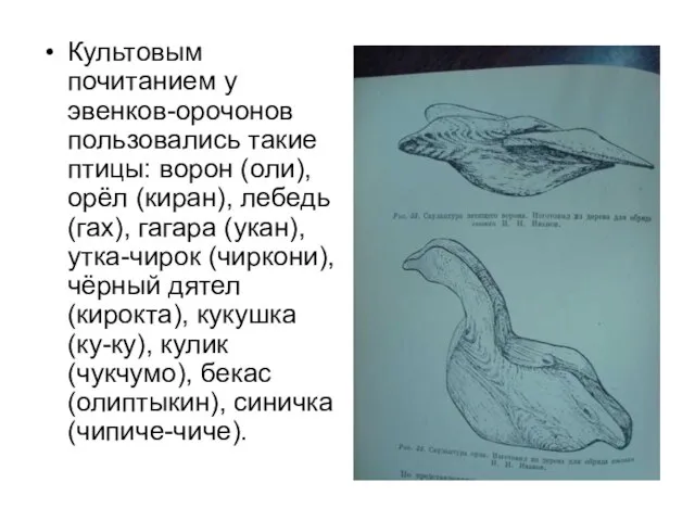 Культовым почитанием у эвенков-орочонов пользовались такие птицы: ворон (оли), орёл (киран), лебедь