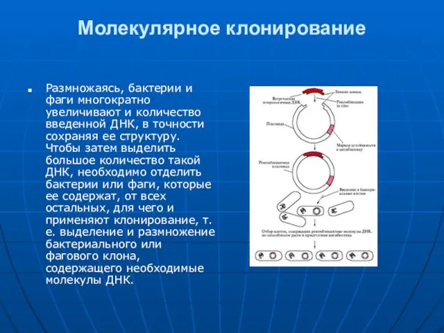 Молекулярное клонирование Размножаясь, бактерии и фаги многократно увеличивают и количество введенной ДНК,