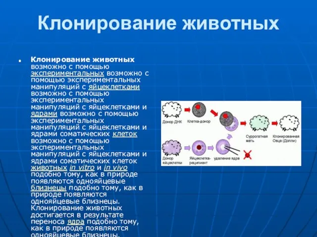 Клонирование животных Клонирование животных возможно с помощью экспериментальных возможно с помощью экспериментальных