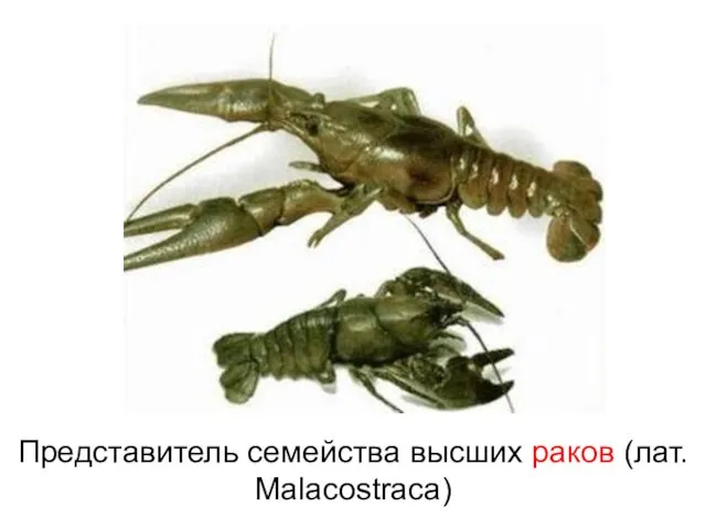 Представитель семейства высших раков (лат. Malacostraca)