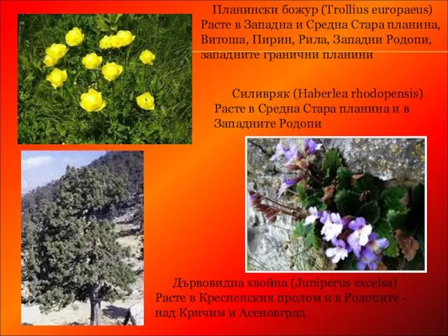 Силивряк (Haberlea rhodopensis) Расте в Средна Стара планина и в Западните Родопи