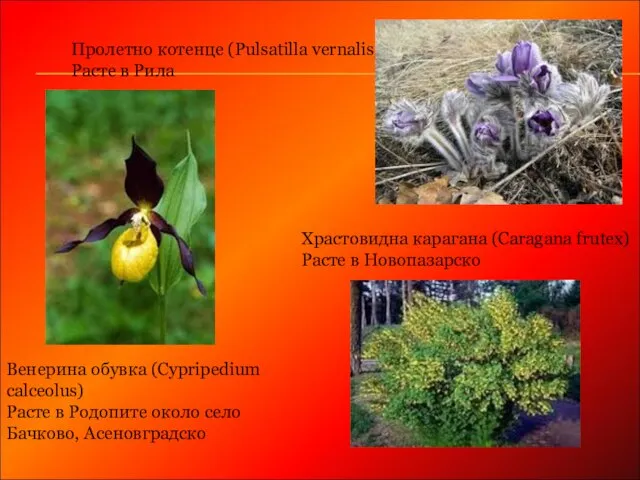 Пролетно котенце (Pulsatilla vernalis) Расте в Рила Венерина обувка (Cypripedium calceolus) Расте