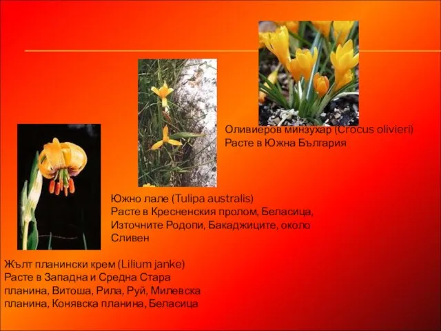 Жълт планински крем (Lilium janke) Расте в Западна и Средна Стара планина,