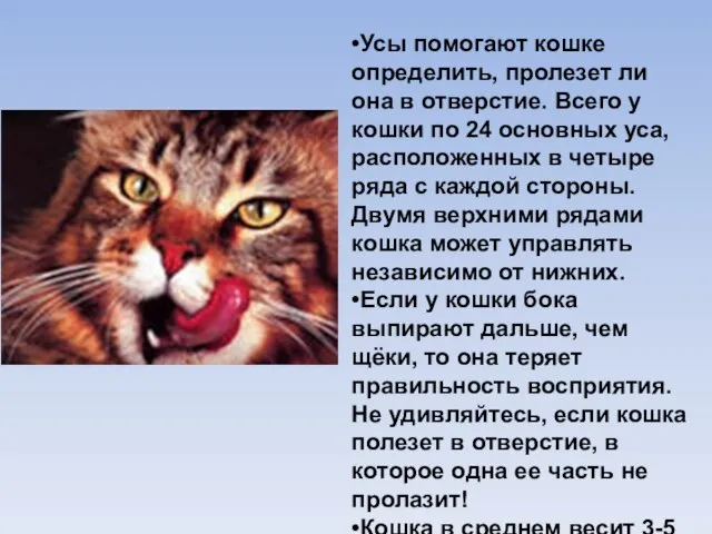 •Усы помогают кошке определить, пролезет ли она в отверстие. Всего у кошки