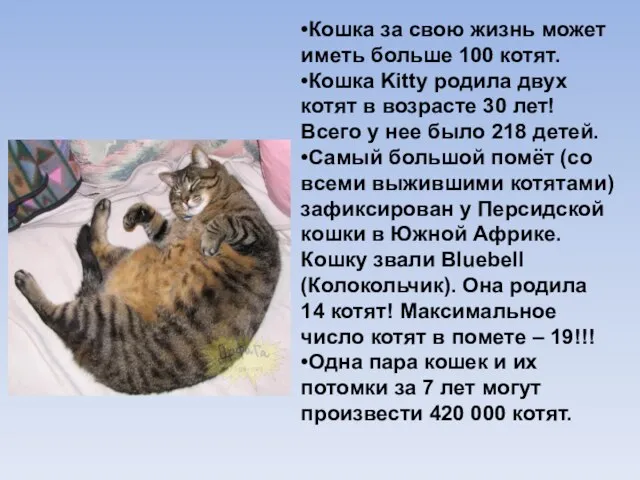 •Кошка за свою жизнь может иметь больше 100 котят. •Кошка Kitty родила