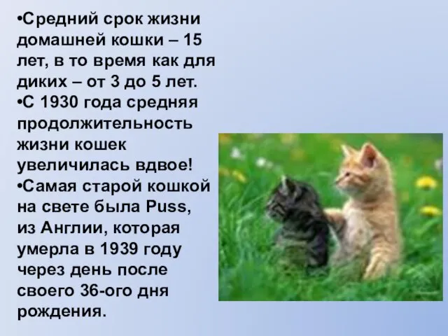 •Средний срок жизни домашней кошки – 15 лет, в то время как