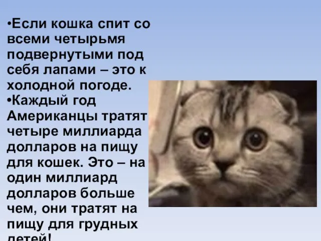 •Если кошка спит со всеми четырьмя подвернутыми под себя лапами – это