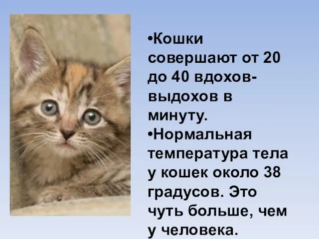 •Кошки совершают от 20 до 40 вдохов-выдохов в минуту. •Нормальная температура тела