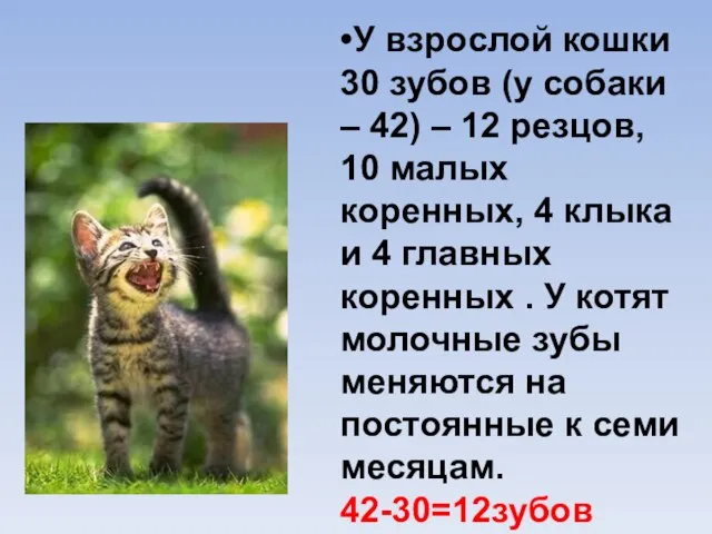 •У взрослой кошки 30 зубов (у собаки – 42) – 12 резцов,