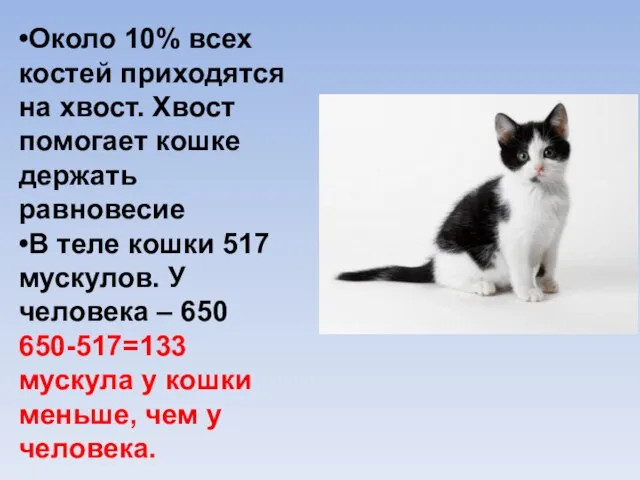 •Около 10% всех костей приходятся на хвост. Хвост помогает кошке держать равновесие