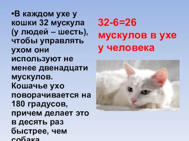 •В каждом ухе у кошки 32 мускула (у людей – шесть), чтобы