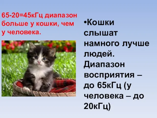 65-20=45кГц диапазон больше у кошки, чем у человека. •Кошки слышат намного лучше