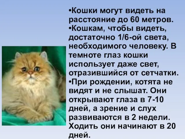 •Кошки могут видеть на расстояние до 60 метров. •Кошкам, чтобы видеть, достаточно