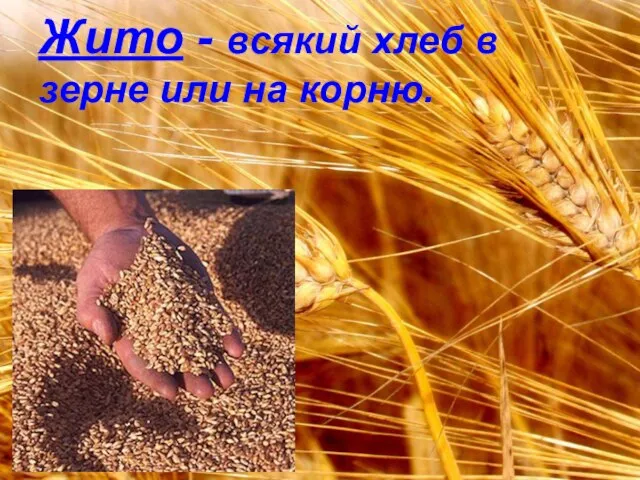 Жито - всякий хлеб в зерне или на корню.