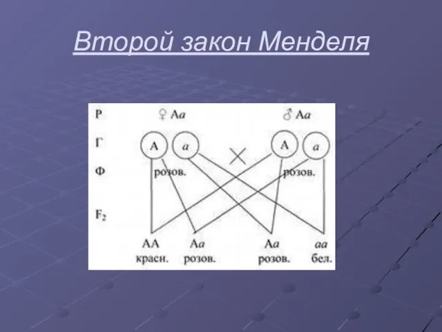 Второй закон Менделя