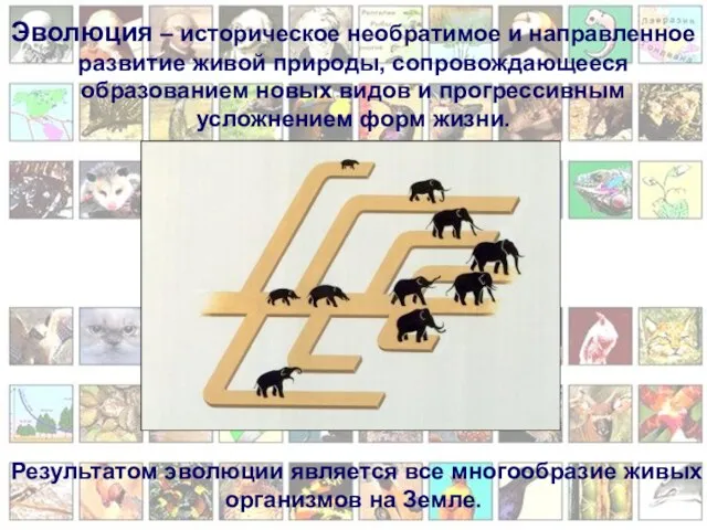 Эволюция – историческое необратимое и направленное развитие живой природы, сопровождающееся образованием новых