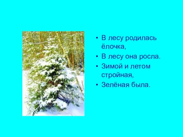 В лесу родилась ёлочка, В лесу она росла. Зимой и летом стройная, Зелёная была.