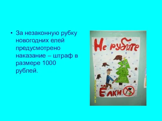 За незаконную рубку новогодних елей предусмотрено наказание – штраф в размере 1000 рублей.