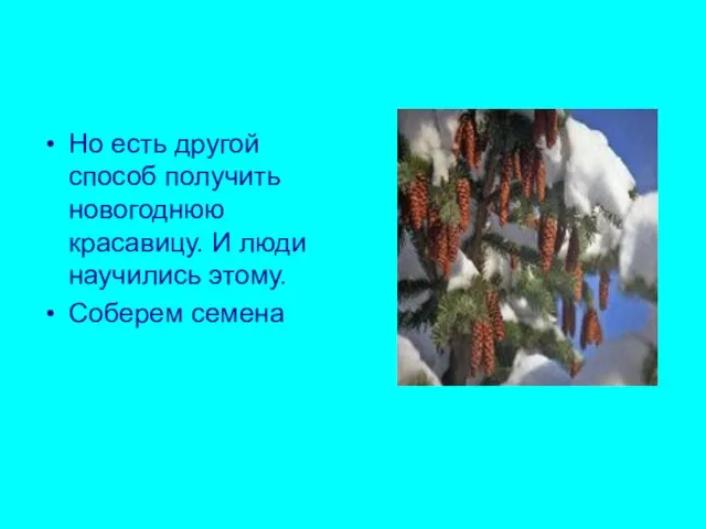 Но есть другой способ получить новогоднюю красавицу. И люди научились этому. Соберем семена