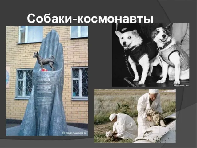 Собаки-космонавты