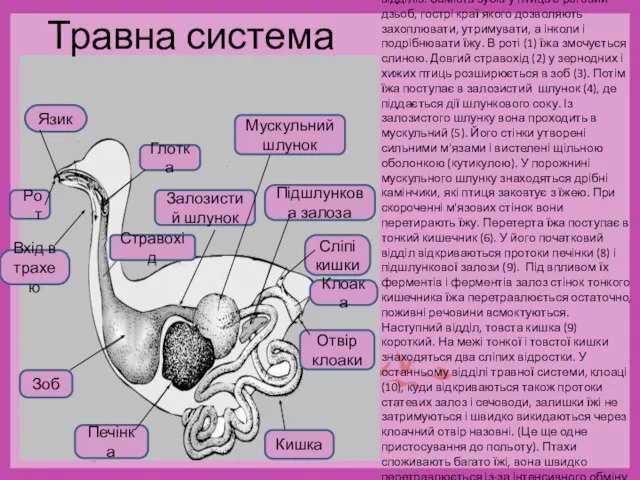 Травна система У птиць вона складається з великого числа відділів. Замість зубів