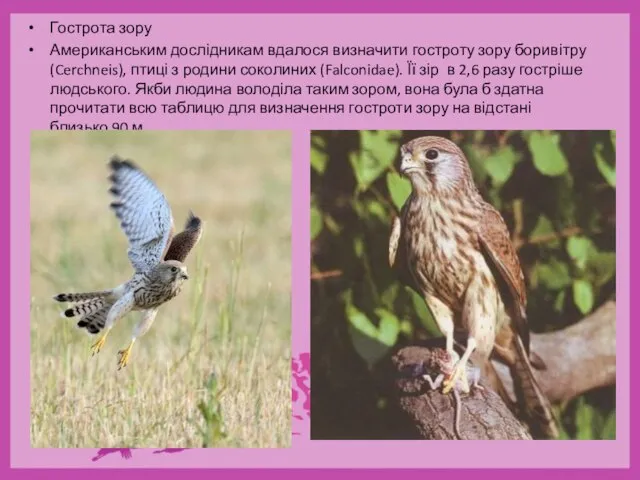 Гострота зору Американським дослідникам вдалося визначити гостроту зору боривітру (Cerchneis), птиці з