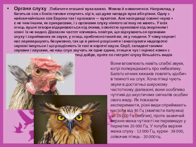 Органи слуху .Побачити пташині вуха важко. Можна й помилитися. Наприклад, у багатьох