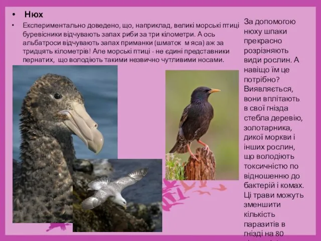 Нюх Експериментально доведено, що, наприклад, великі морські птиці буревісники відчувають запах риби