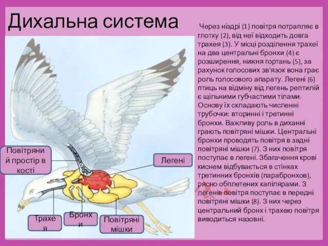 Дихальна система Через ніздрі (1) повітря потрапляє в глотку (2), від неї