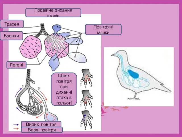 Шлях повітря при диханні птаха в польоті Подвійне дихання птахів Легені Бронхи