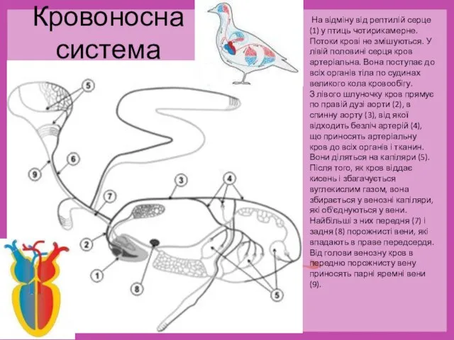 На відміну від рептилій серце (1) у птиць чотирикамерне. Потоки крові не