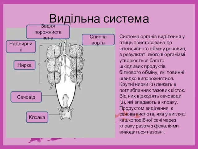 Видільна система Система органів виділення у птиць пристосована до інтенсивного обміну речовин,