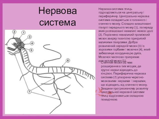 Нервова система Нервова система птиць підрозділяється на центральну і периферичну. Центральна нервова