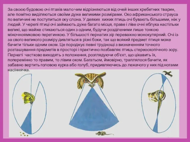 За своєю будовою очі птахів мало чим відрізняються від очей інших хребетних