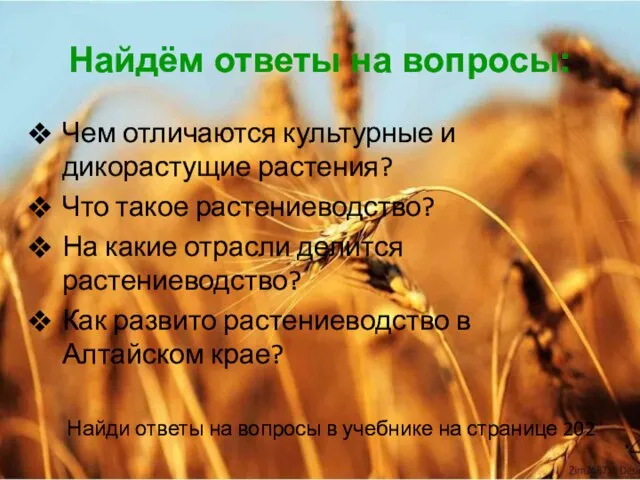 Найдём ответы на вопросы: Чем отличаются культурные и дикорастущие растения? Что такое