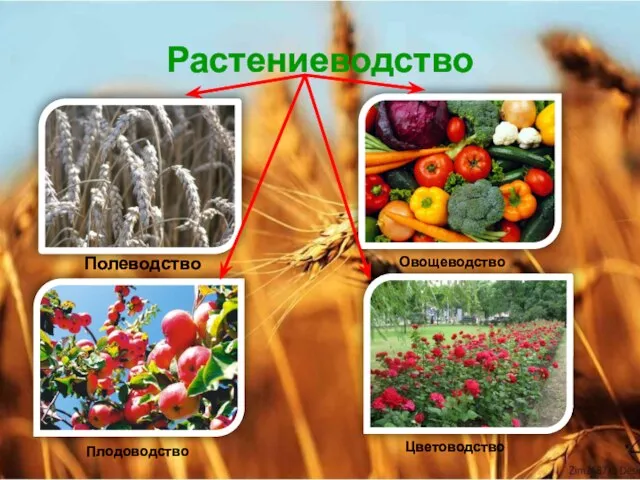 Растениеводство Полеводство Овощеводство Плодоводство Цветоводство