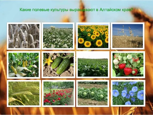 Какие полевые культуры выращивают в Алтайском крае?