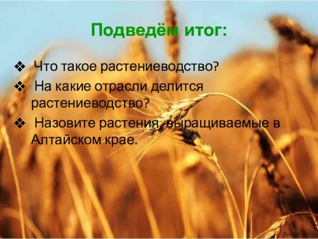 Подведём итог: Что такое растениеводство? На какие отрасли делится растениеводство? Назовите растения, выращиваемые в Алтайском крае.