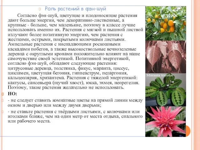 Роль растений в фэн-шуй Согласно фэн-шуй, цветущие и плодоносящие растения дают больше