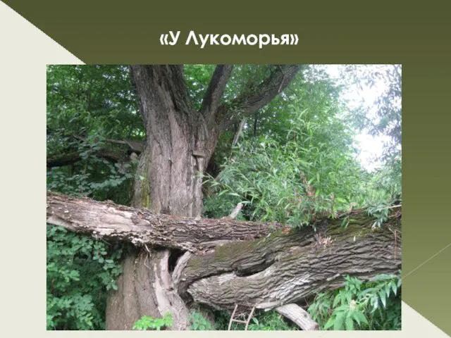 «У Лукоморья»