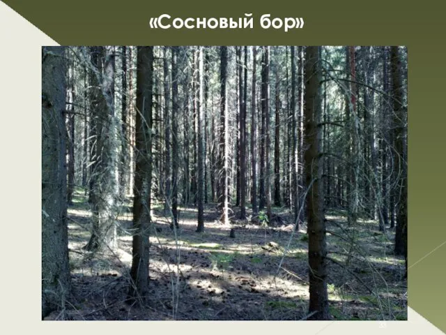 «Сосновый бор»