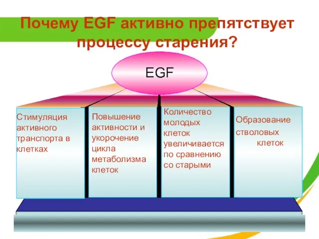 Почему EGF активно препятствует процессу старения?