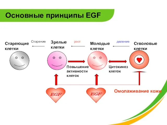 EGF EGF Основные принципы EGF Повышение активности клеток Цитокинез клеток Стволовые клетки