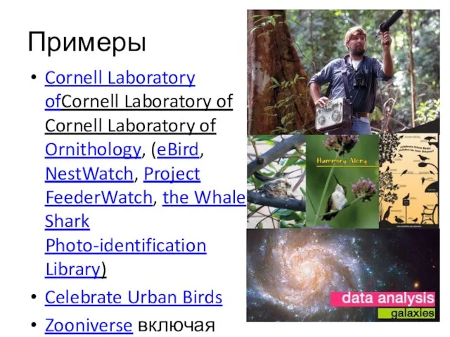 Примеры Cornell Laboratory ofCornell Laboratory of Cornell Laboratory of Ornithology, (eBird, NestWatch,