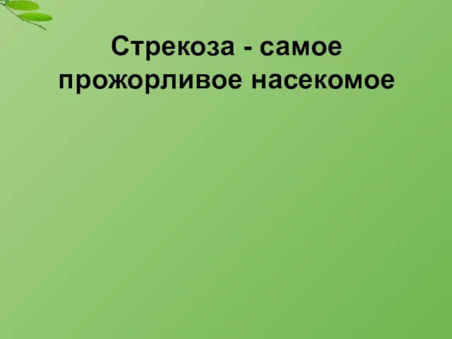 Стрекоза - самое прожорливое насекомое