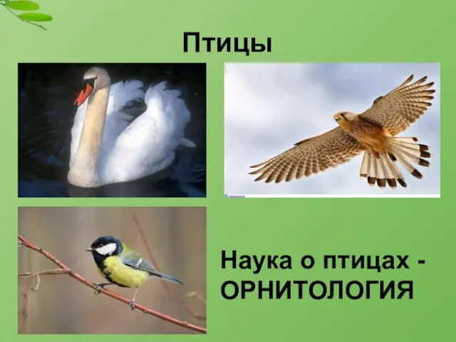 Птицы Наука о птицах - ОРНИТОЛОГИЯ