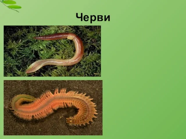 Черви