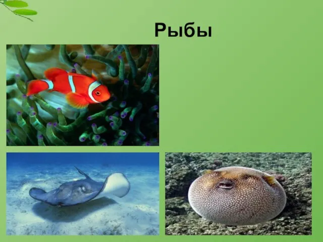 Рыбы