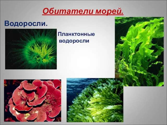 Обитатели морей. Водоросли. Планктонные водоросли