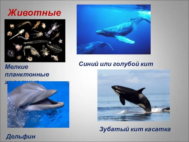 Животные Мелкие планктонные животные Синий или голубой кит Дельфин Зубатый кит касатка